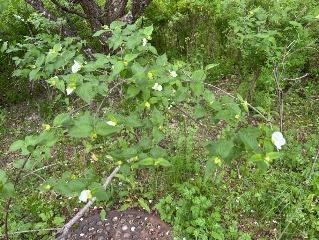 シロヤマブキの写真1
