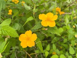 ヤマブキの写真2