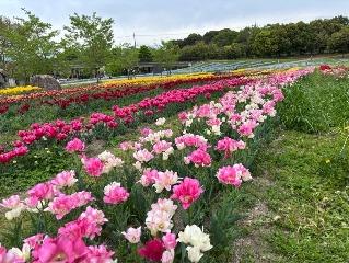 チューリップの写真14