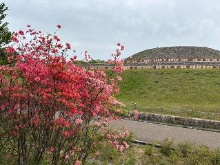 ヤマツツジの写真1