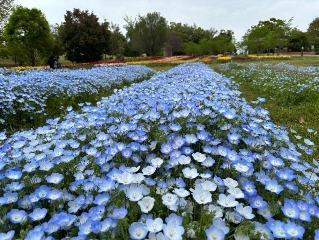 ネモフィラの写真4