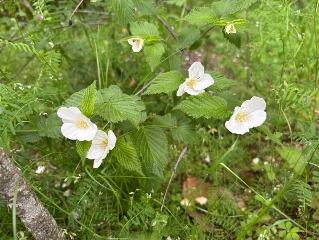 シロヤマブキの写真2