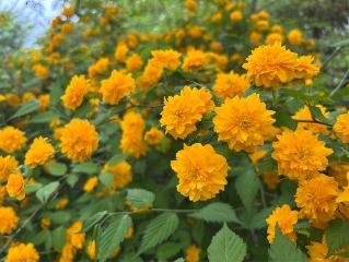 ヤマブキの写真3