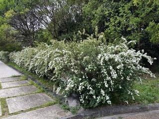 コデマリの写真1