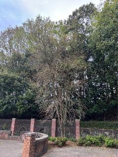 イペー・アマレロの写真1