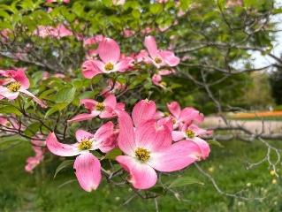 ハナミズキの写真2