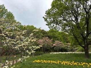 ハナミズキの写真1