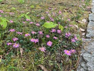 ブラキカムの写真1