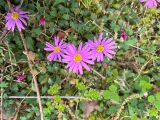 ブラキカムの写真2