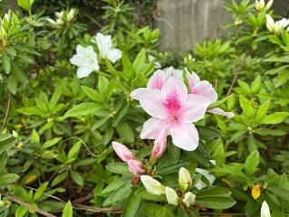 ツツジの写真4