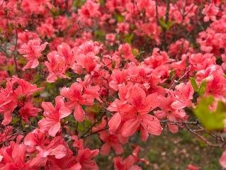 ヤマツツジの写真2