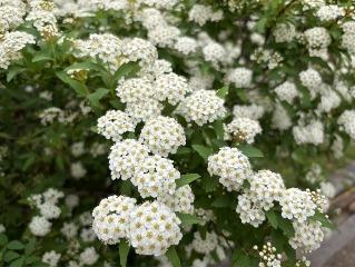 コデマリの写真2