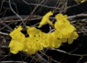 イペー・アマレロの写真2