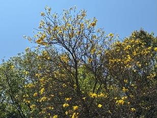 イペーアマレロの写真1