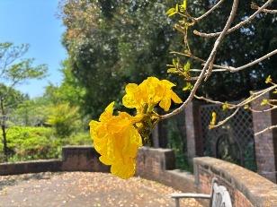 イペーアマレロの写真2