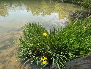 キショウブの写真1