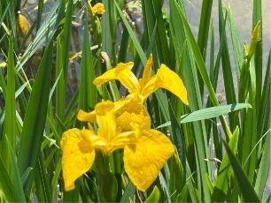 キショウブの写真2