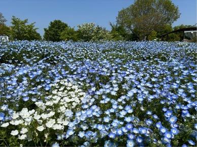 ネモフィラの写真5