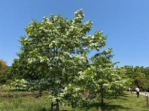 ヒトツバタゴの写真1