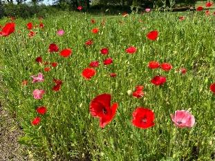 ポピーの写真2