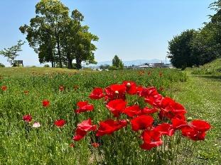 ポピーの写真1