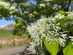 ヒトツバタゴの写真3