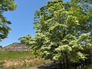 ヒトツバタゴの写真2