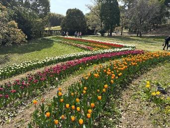 チューリップの写真7