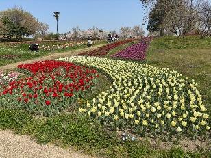 チューリップの写真2