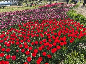 チューリップの写真6