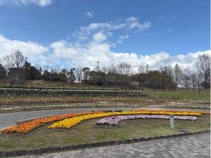 パンジーの写真