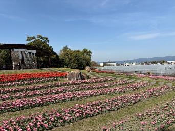 チューリップの写真8