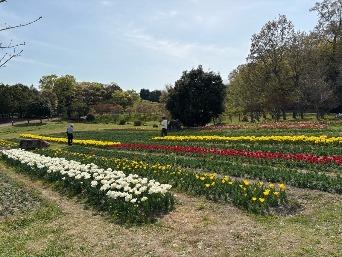 チューリップの写真9