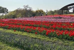 チューリップの写真11