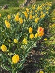 チューリップの写真13