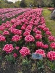 チューリップの写真12