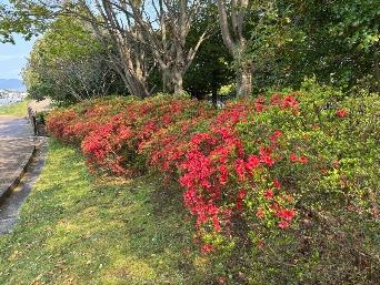 キリシマツツジの写真1