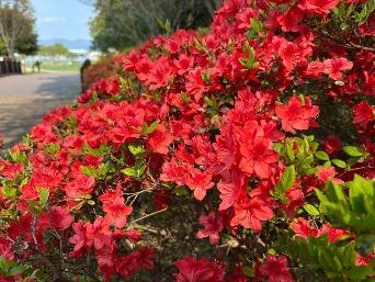 キリシマツツジの写真2