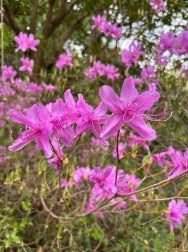 ミツバツツジの写真2