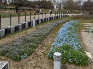 ネモフィラの写真1