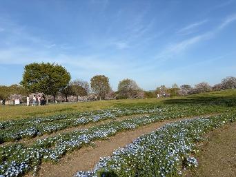 ネモフィラの写真2