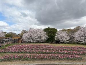 桜とチューリップの写真1