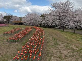 桜とチューリップの写真2