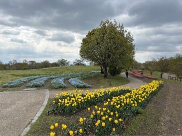 チューリップの写真10