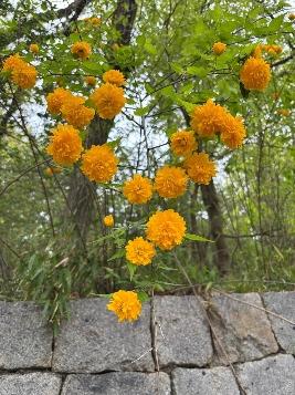 ヤマブキの写真1