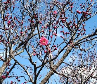 紅梅の写真