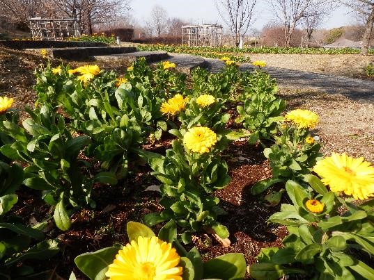 キンセンカの写真1