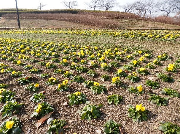 パンジーの写真