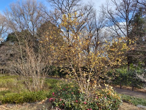 ロウバイの写真1