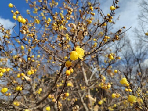 ロウバイの写真2